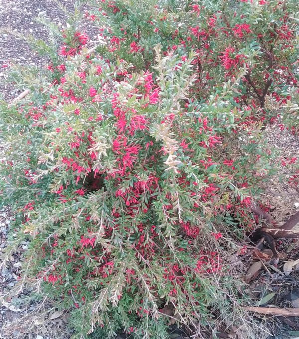 Grevillea Red Clusters in 75mm Supergro Tube – Trigg Plants