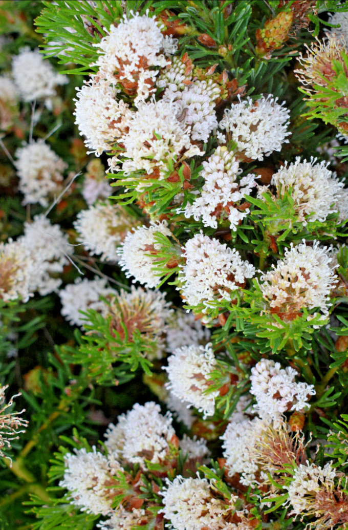 Grevillea crithmifolia - Australian Native Plant