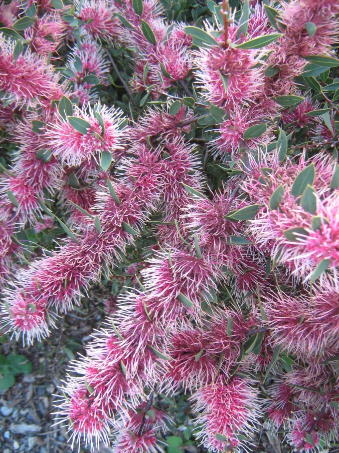 Hakea Burradong Beauty - Australian Native Plant