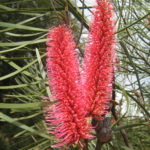 Hakea francisiana - Australian Native Plant