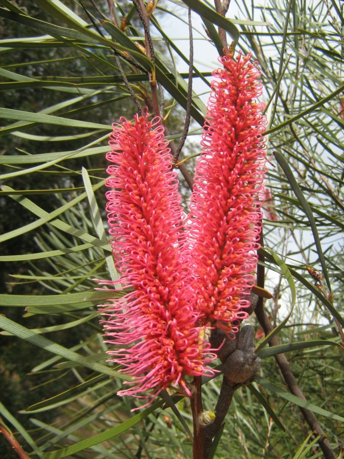 Hakea francisiana - Australian Native Plant