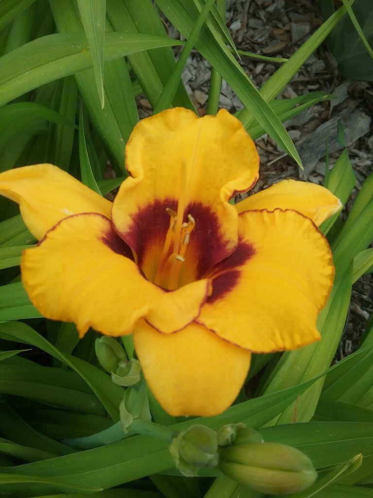 hemerocallis Now and Zen - Perennial Plant