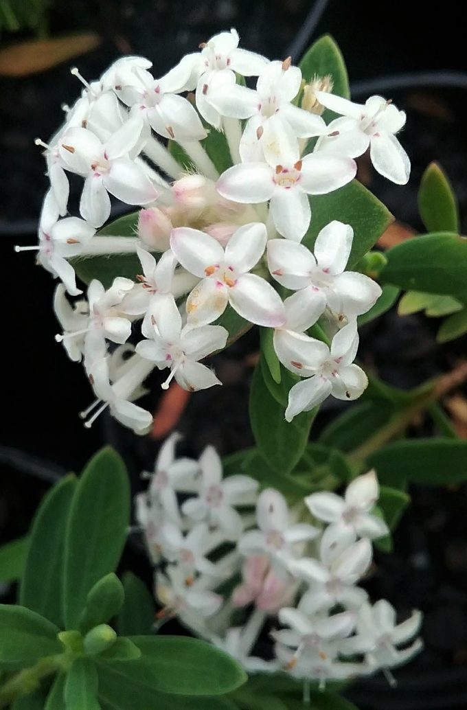 Pimelea linifolia - Australian Native Plant
