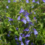 Salvia African Sky - Hardy Perennial Plant