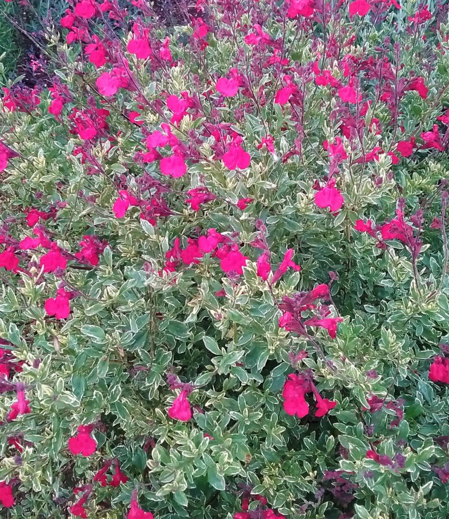 Salvia Desert Blaze in 50mm forestry tube – Trigg Plants