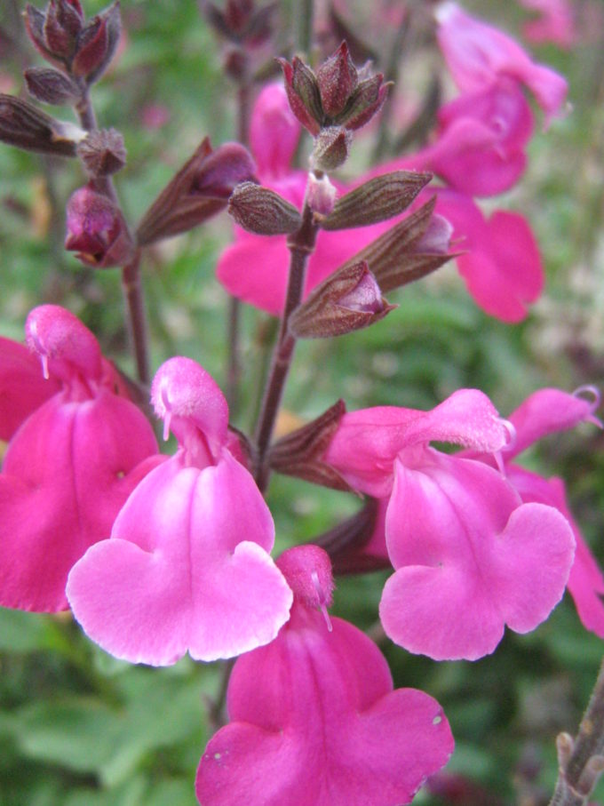 Salvia Pink Blush in 75mm Supergro Tube – Trigg Plants