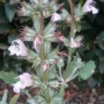 Salvia taraxacifolia - Hardy Perennial Plant