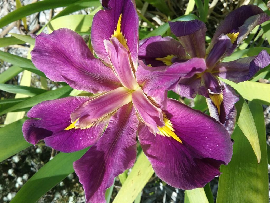 Water Iris Louisianna ASSORTED 5 PACK Trigg Plants