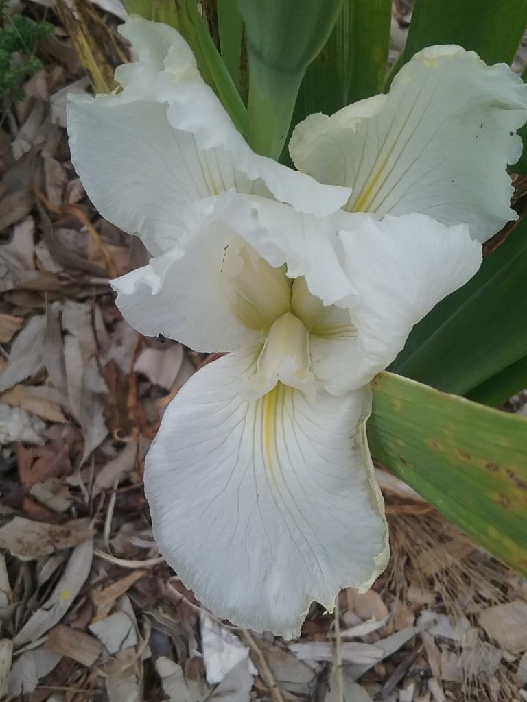 Water Iris Louisianna NO 40 Bare Rooted Trigg Plants