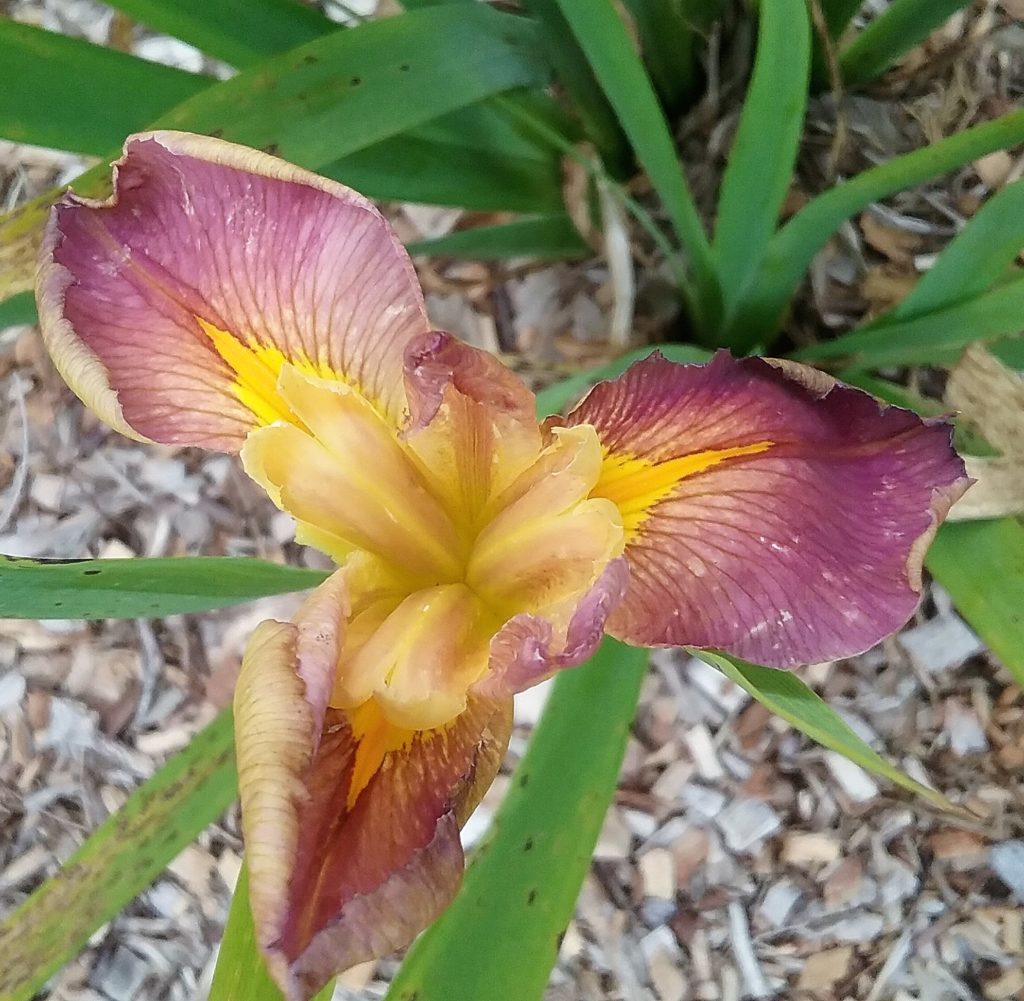 Water Iris Louisianna NO 44 Bare Rooted Trigg Plants