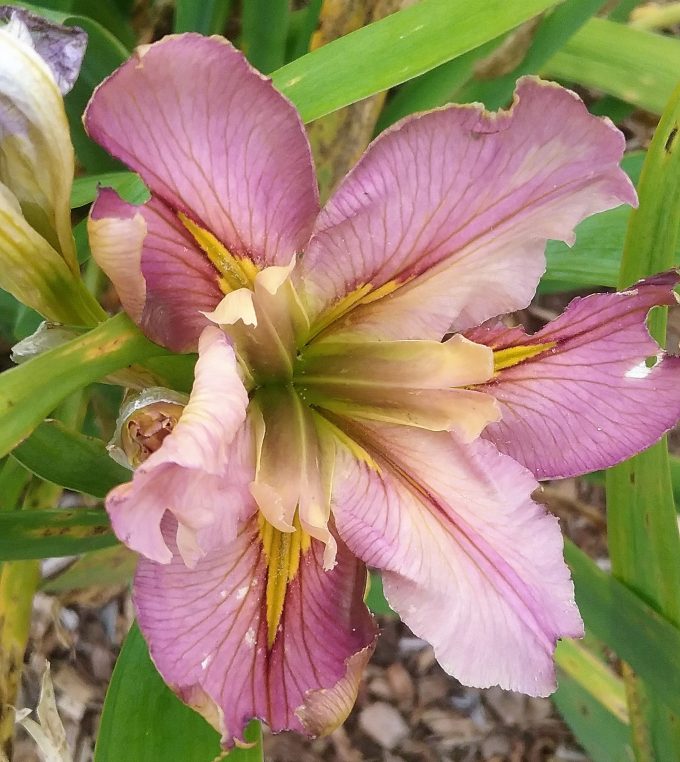 Iris Louisianna