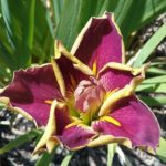 Iris louisianna