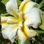 Iris Louisianna