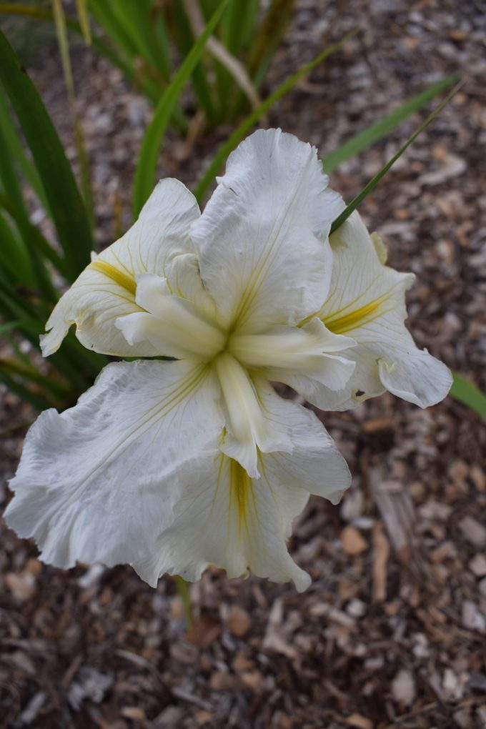 Water Iris Louisianna NO 7 Bare Rooted