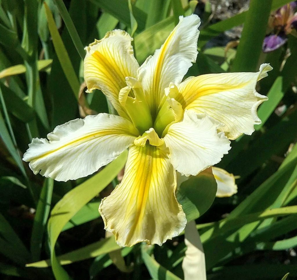Water Iris Louisianna NO 22 Bare Rooted Trigg Plants