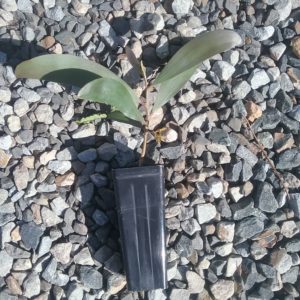 Acacia longispicata - Australian Native Plant