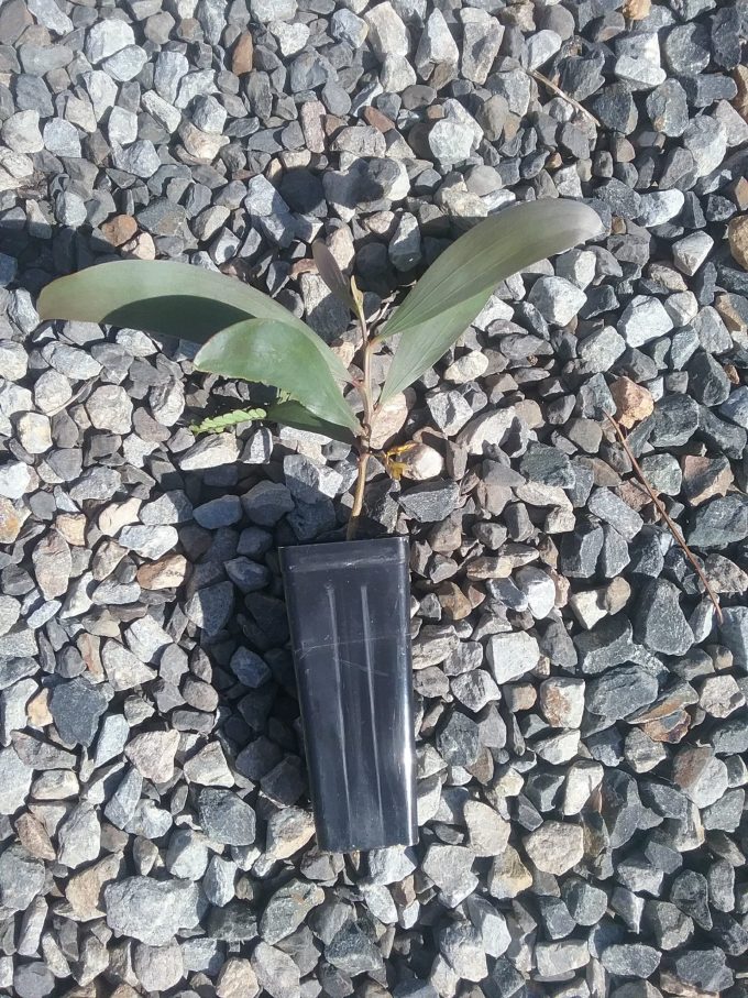 Acacia longispicata in 50mm forestry tube