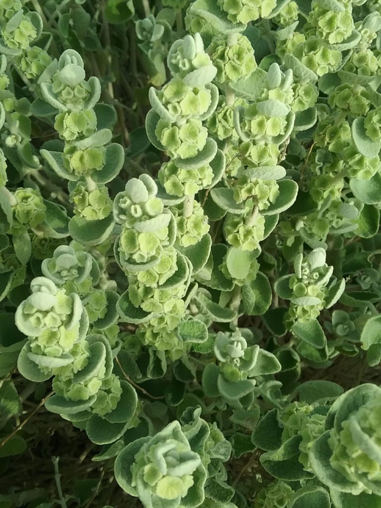 Ballota species - Perennial Plant