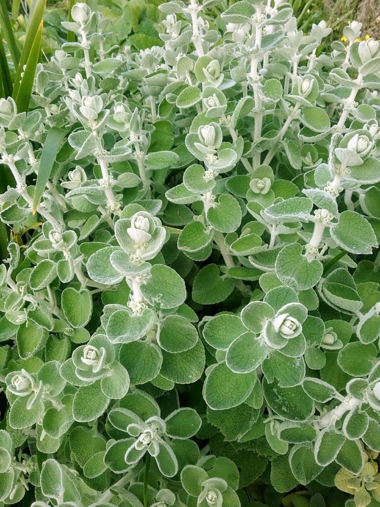 Ballota species in 50mm Forestry Tube – Trigg Plants