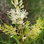 Grevillea zygoloba - Australian Native Plant