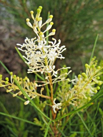 Grevillea zygoloba - Australian Native Plant