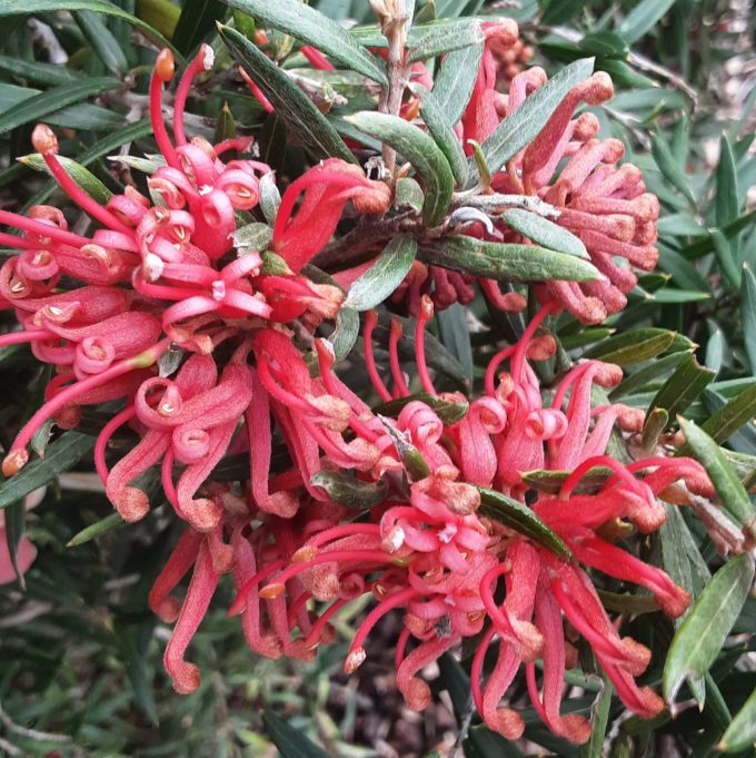 Grevillea Big Red Australian native plant