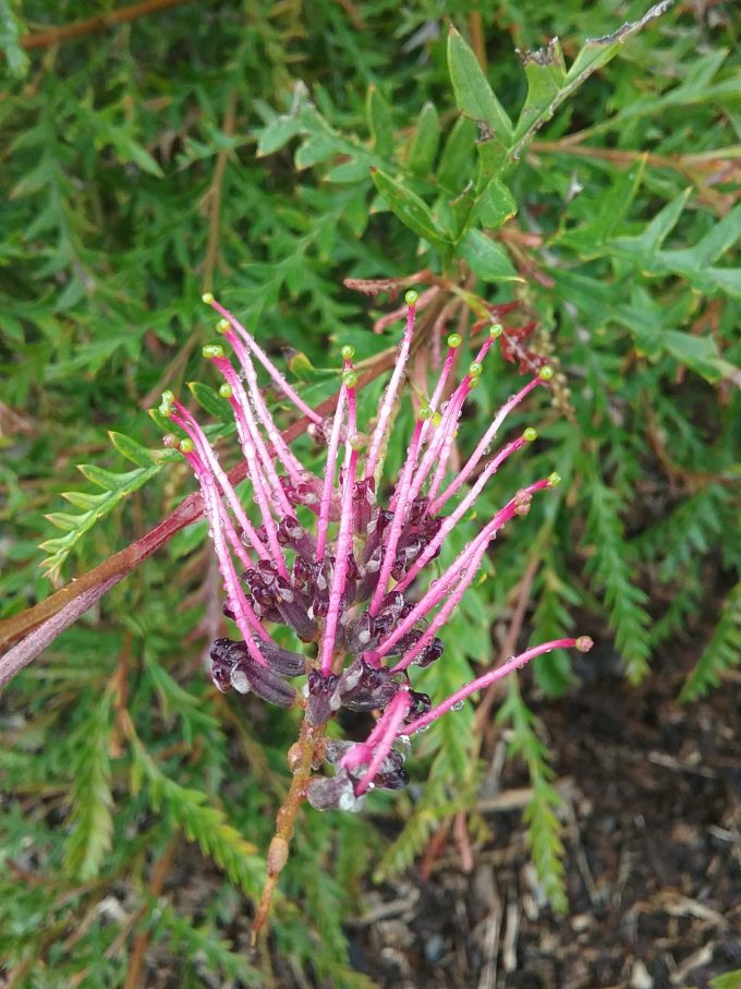 Grevillea Poorinda Peter - Australian Native Plant