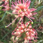 Grevillea Sid Reynolds - Australian Native Plant
