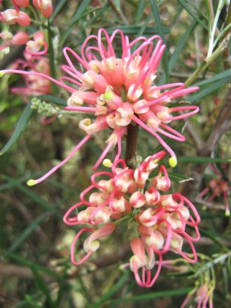 Grevillea Sid Reynolds - Australian Native Plant