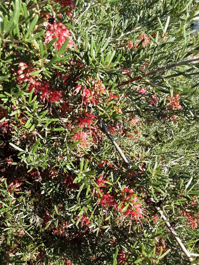 Grevillea exposita Australian native plant