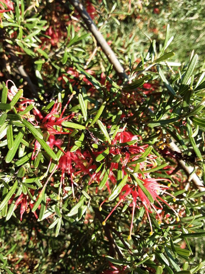 Grevillea exposita Australian native plant