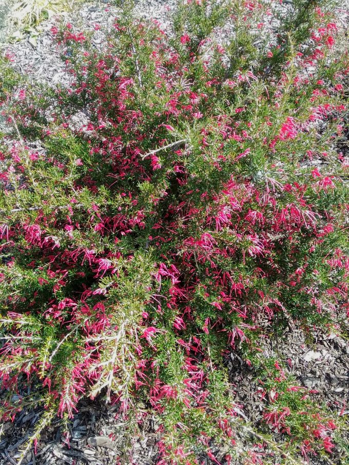 Grevillea lavandulacea Mount Hayfield Form - Australian Native Plant
