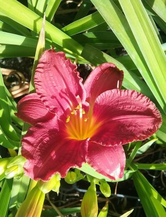 Hemerocallis Cranberry Baby