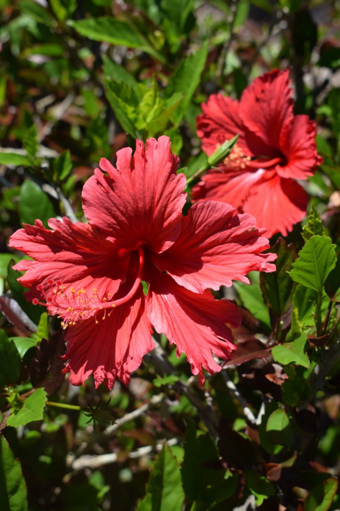 Hibiscus Andersonii