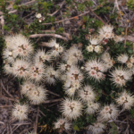 Kunzea pomifera - Australian Native Plant