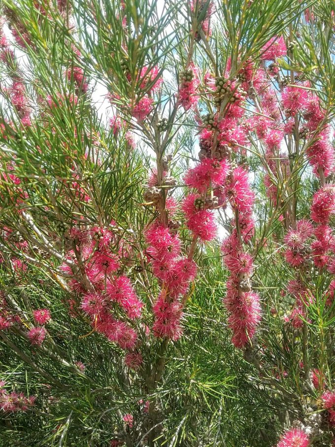 Melaleuca Georgiana Molloy - Australian Native Plant