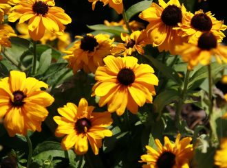 Rudbeckia Goldilocks in 50mm Forestry Tube