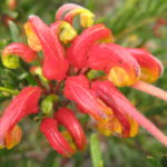 Grevillea Bonnie Prince Charlie - Australian Native Plant