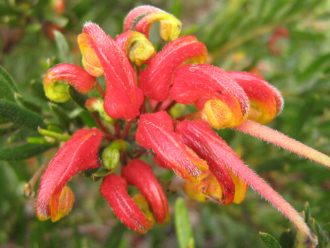 Grevillea Bonnie Prince Charlie - Australian Native Plant