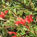 Grevillea Mallee Sensation - Australian Native Plant