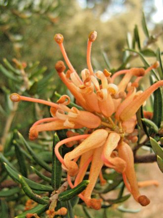 Grevillea Poorinda Queen - Australian Native Plant