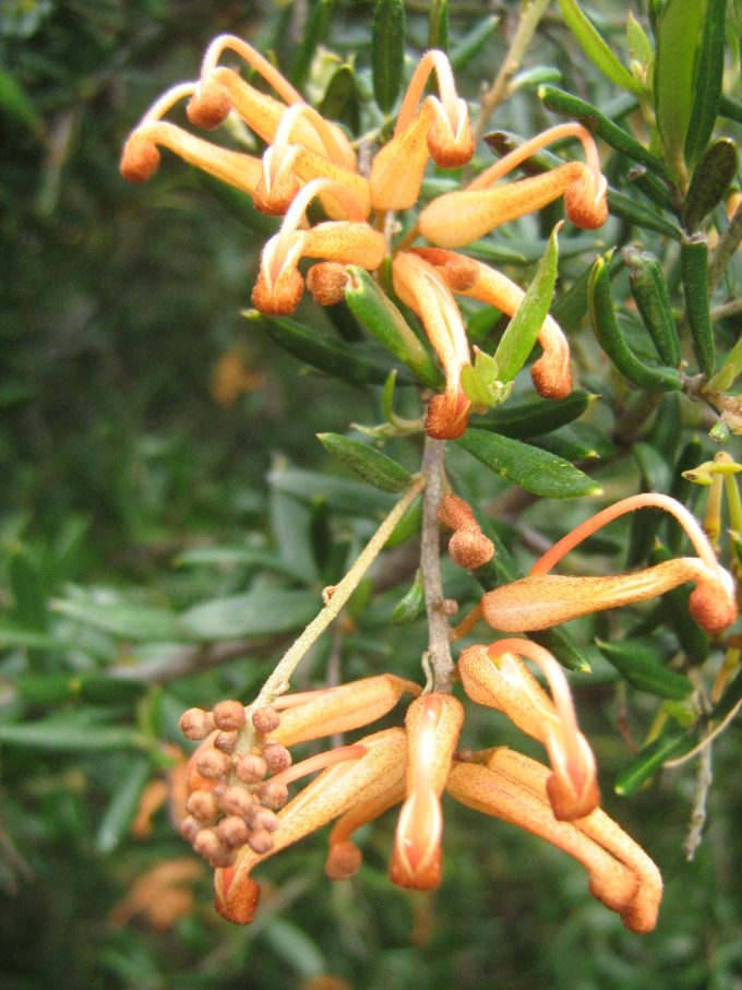Grevillea Poorinda Queen - Australian Native Plant