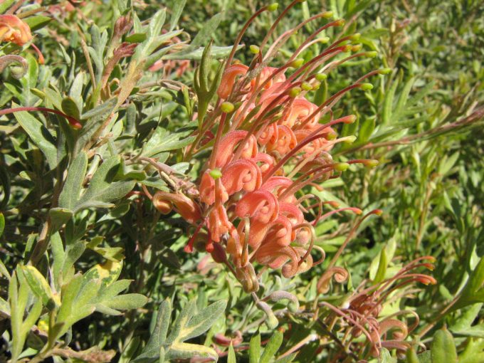 Grevillea Sunrise Australian native plant