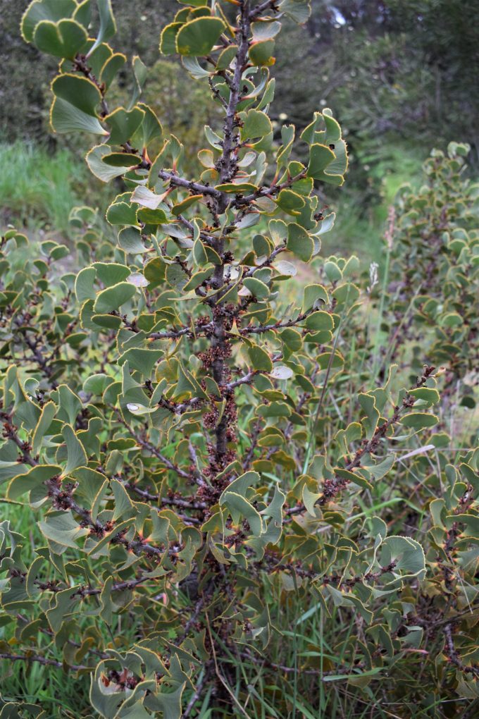 Hakea brownii - Australian Native Plant