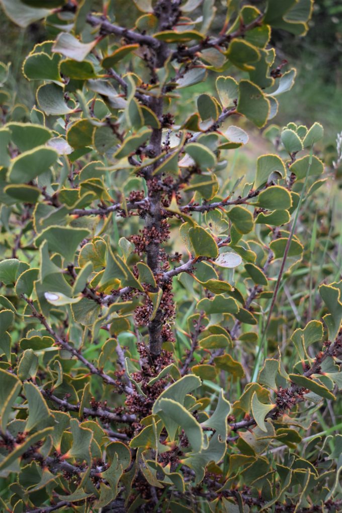 Hakea brownii - Australian Native Plant