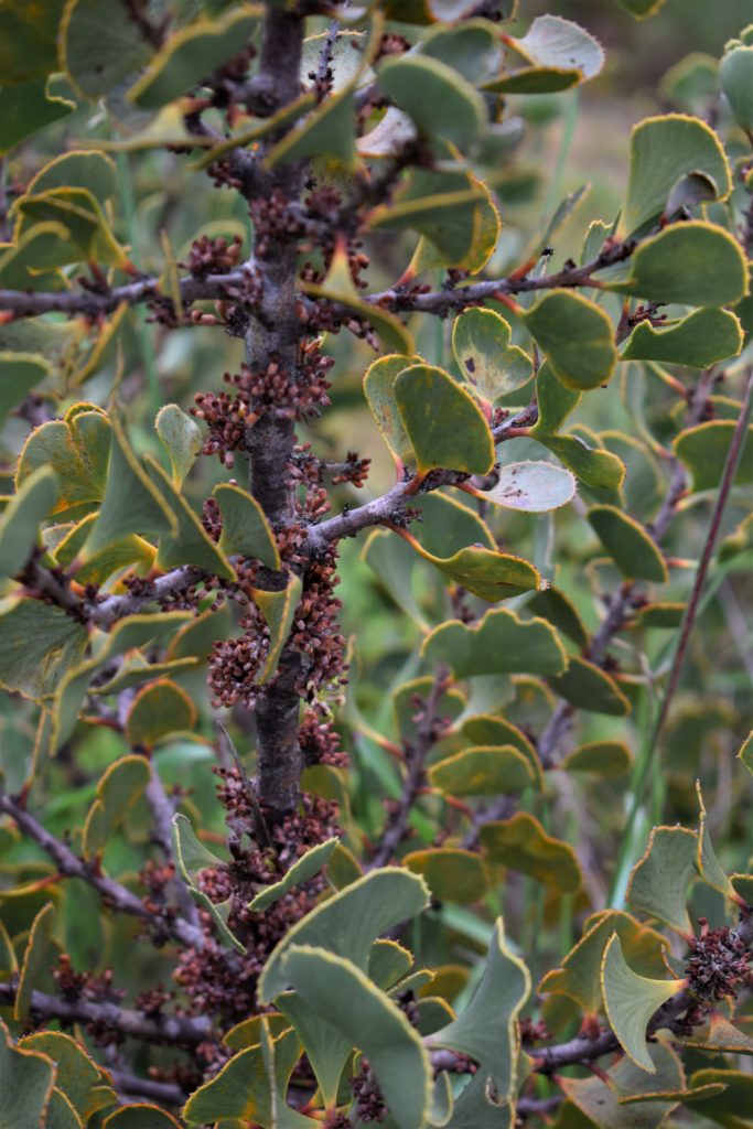 Hakea brownii - Australian Native Plant