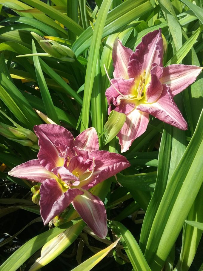 Hemerocallis Royal Eventide (Daylily) BARE ROOTED – Trigg Plants