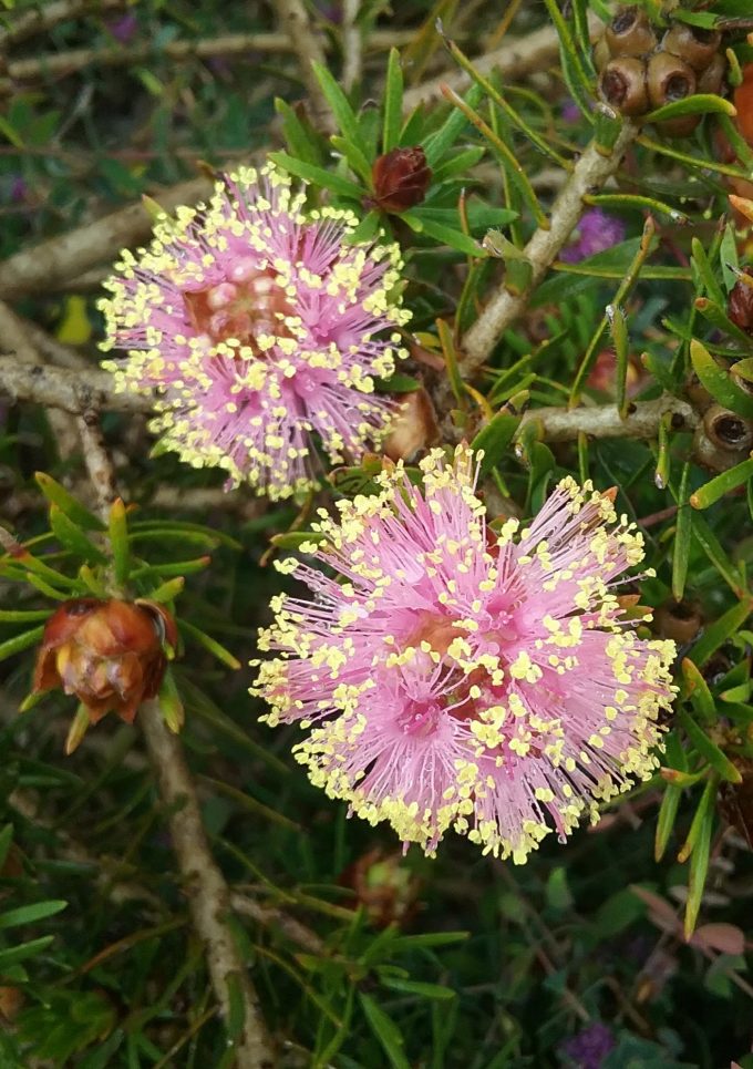 melaleuca psammophila - Australian Native Plant
