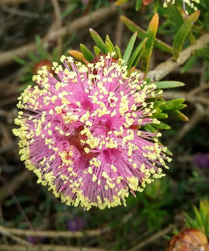 Melaleuca psammophila - Australian Native Plant