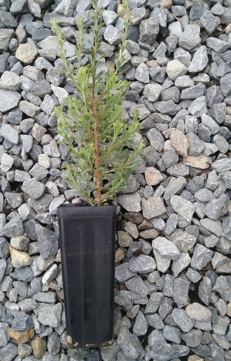 Adenanthos ileticos in 50mm Forestry Tube